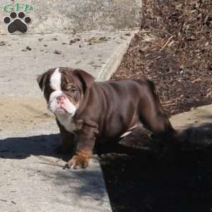 Ellie, English Bulldog Puppy